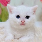 マンチカン(短足)