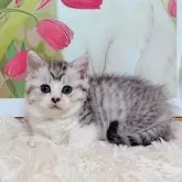 マンチカン(短足)