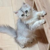 ミヌエット(長足)