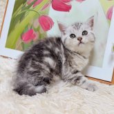 アメリカンショートヘア