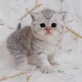 ブリティッシュショートヘア
