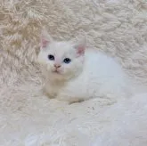 マンチカン(短足)
