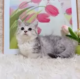 マンチカン(短足)