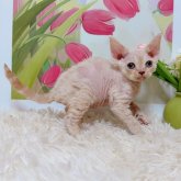 デボンレックス