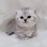 ミヌエット(短足)