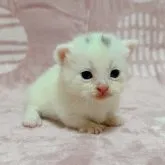 ミヌエット(短足)