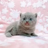 ブリティッシュショートヘア