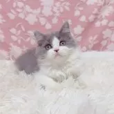 ブリティッシュショートヘア