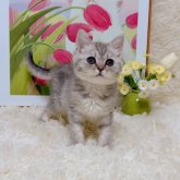 ブリティッシュショートヘア