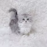 ミヌエット(短足)