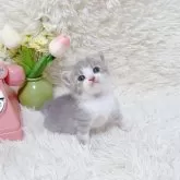 マンチカン(長足)