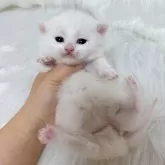 ミヌエット(短足)