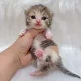 マンチカン(短足)