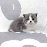 ブリティッシュショートヘア