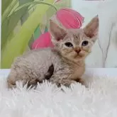 デボンレックス