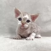デボンレックス