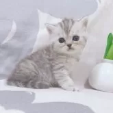 ミヌエット(長足)