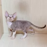 デボンレックス