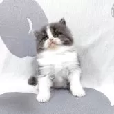 ブリティッシュロングヘア