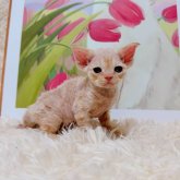 デボンレックス