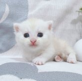 マンチカン(短足)