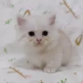 ミヌエット(短足)
