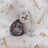 ブリティッシュショートヘア