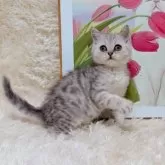 ブリティッシュショートヘア【千葉県・男の子・2025年8月8日・シルバータビー】の写真2