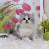 ミヌエット(長足)【千葉県・男の子・2025年9月15日・シルバータビーホワイト】の写真2