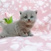 ブリティッシュショートヘア【千葉県・女の子・2025年5月10日・ブルー】の写真2