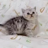 ブリティッシュショートヘア【千葉県・男の子・2025年8月8日・シルバータビー】の写真3