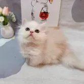 ミヌエット(短足)【千葉県・男の子・2025年8月5日・カメオ】の写真3