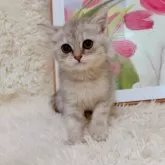 ブリティッシュショートヘア【千葉県・女の子・2025年8月8日・シルバータビー】の写真3