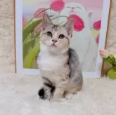 マンチカン(長足)【千葉県・女の子・2025年7月23日・キャリコ】の写真3