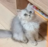 ミヌエット(長足)【千葉県・女の子・2025年7月5日・シルバータビー】の写真3