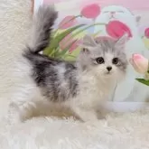 ミヌエット(長足)【千葉県・男の子・2025年9月15日・シルバータビーホワイト】の写真4