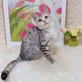 マンチカン(長足)【千葉県・女の子・2025年7月23日・キャリコ】の写真4