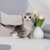 マンチカン(長足)【千葉県・女の子・2025年7月23日・キャリコ】の写真7