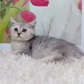 マンチカン(長足)【千葉県・女の子・2025年8月10日・ブルーパチッドタビー】の写真5