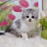 ミヌエット(長足)【千葉県・男の子・2025年9月15日・シルバータビーホワイト】の写真5