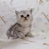 ブリティッシュショートヘア【千葉県・男の子・2025年8月8日・シルバータビー】の写真4