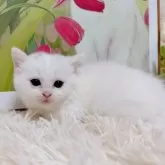 ミヌエット(短足)【千葉県・女の子・2025年9月15日・ホワイト&シルバー】の写真5