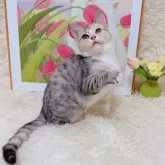 マンチカン(長足)【千葉県・女の子・2025年7月23日・キャリコ】の写真5