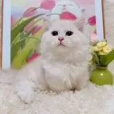 ミヌエット(短足)【千葉県・男の子・2025年8月5日・カメオ】の写真5