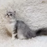 ミヌエット(長足)【千葉県・女の子・2024年8月25日・シルバータビーホワイト】の写真5