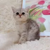 ブリティッシュショートヘア【千葉県・女の子・2025年8月8日・シルバータビー】の写真5