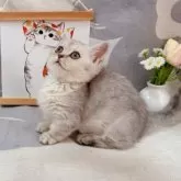 マンチカン(短足)【千葉県・女の子・2025年7月16日・シルバータビー】の写真6