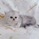 ミヌエット(長足)【千葉県・女の子・2025年8月5日・シルバータビー】の写真5