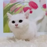 ミヌエット(短足)【千葉県・女の子・2025年9月15日・ホワイト&シルバー】の写真5