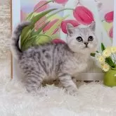 ブリティッシュショートヘア【千葉県・男の子・2025年8月8日・シルバータビー】の写真5